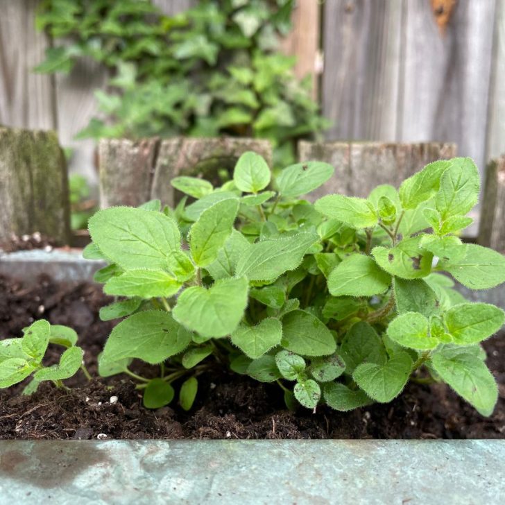 how to use fresh herbs